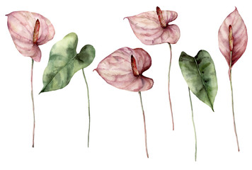 Watercolor tropic set with anthurium. Hand painted flowers and leaves isolated on white background. Botanical floral illustration for design, print, fabric or background.