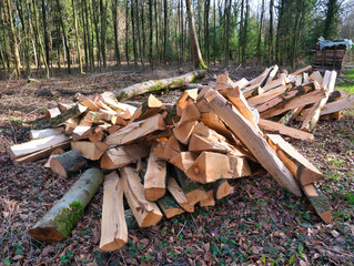 Trees processed and cut into logs lie in a pile next to the footpath in the forest.