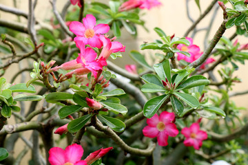 A beautiful pink desert rose flower with shiny rain drops, adenium obesum botanical name