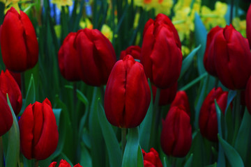 Fototapeta premium a lot of red tulips in spring