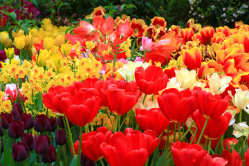 red, yellow, white, pink, burgundy, orange multi-colored tulips in the flowerbed