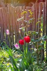 Fototapete bei efototapeten.de bestellen   