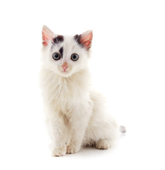 Little white kitten .