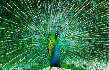 Obraz premium beautiful peacock .