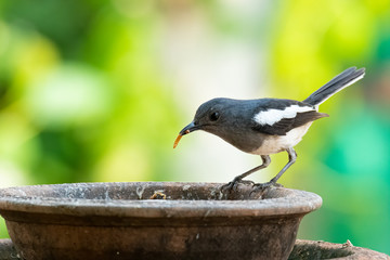 Female Oriental Magpie Robin with a mealworm in the beak perching on a clay bowl
