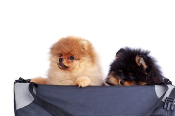 Dog breed pomeranian spitz