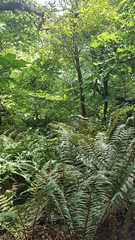 숲 나무 나뭇잎