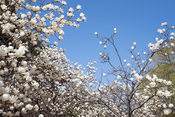 Magnolia on blue sky background