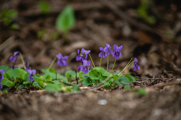 wild violets in nature. purple flowers on the field.