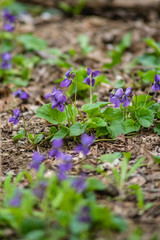 wild violets in nature. purple flowers on the field.