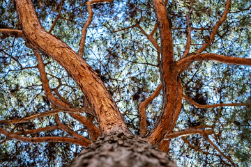 Pine tree looking up from below