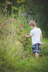 Cute boy walks in the park on a summer day. A child picks a tasty, ripe raspberry from the bush. Quick snack.