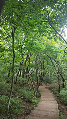 Fototapeta premium 숲 나무 나뭇잎