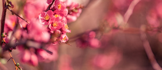 Spring banner background art with pink blossom. Beautiful nature scene with blooming tree and sun rays, flares. Spring Easter flowers. Beautiful abstract floral blurred nature background. Springtime