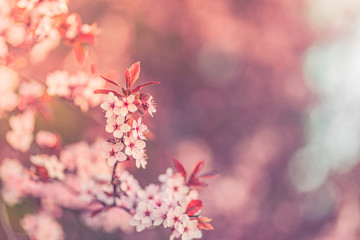 Beautiful floral spring abstract background of nature. Tranquil nature seasonal closeup, floral backdrop. Peaceful natural flowers and blurred pastel colors