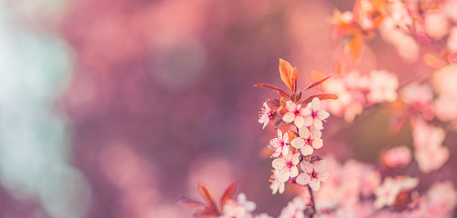 Beautiful floral spring abstract background of nature. Tranquil nature seasonal closeup, floral backdrop. Peaceful natural flowers and blurred pastel colors