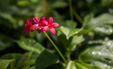 Obraz premium red flower