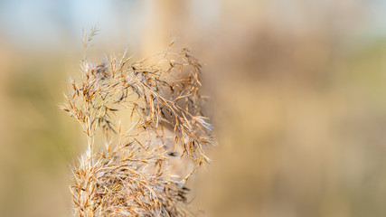 Obraz premium Dry reeds in a blurry background