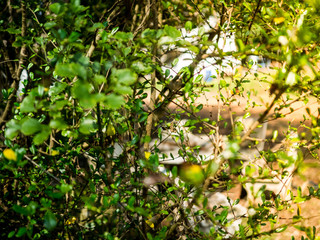 The branches are spreading out naturally and the warm yellow light is used as a background image.
