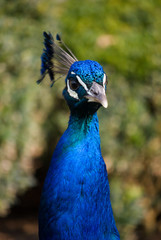 Naklejka premium peacock