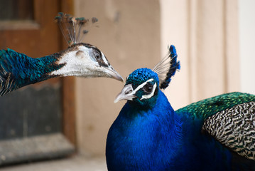 couple of peacocks