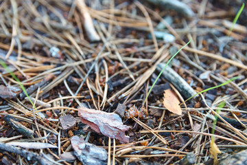 Fallen dry needles covering ground. Summer in subtropical forest. Woodland ecology.