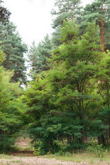 Forest landscape with coniferous and deciduous trees. Great place to walk. Path in woodland between trees.