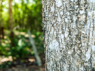 The surface of the bark is used as a background image.