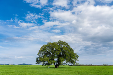 ハルニレの木と大空