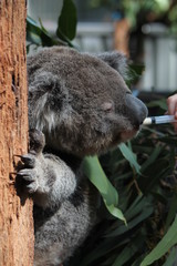 A close up of a koala