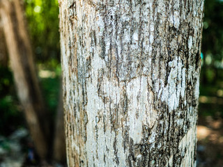 The surface of the bark is used as a background image.