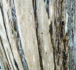 The surface of the bark is used as a background image.