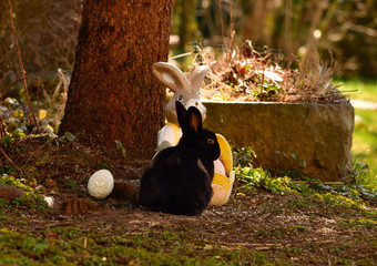 Easter greetings - black bunny visits the Easter Bunny © Himmelreich Photo