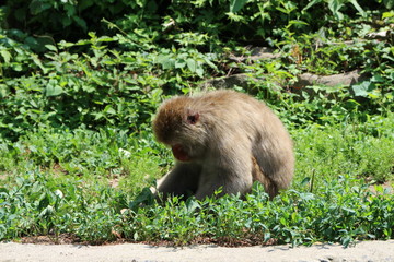 長野県　地獄谷野猿公苑　何探してるの　お猿さん