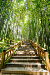 Stairs between bamboo forest