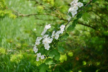 branch of a blossoming tree in spring, white flowers, twisted bokeh background