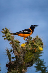 Cactusbird