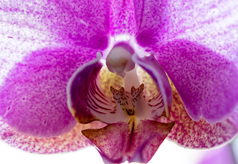 Phalaenopsis- Herz der Blüte