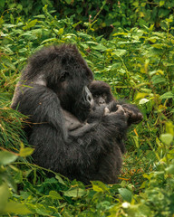 Silverback Gorilla in a social activity with a young gorilla. Treking at Virunga National Park, Democratic Republic of Congo