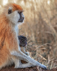 Portrait of  mother and baby patas monkey. Mother protecting the baby while we pass. Uganda, Africa