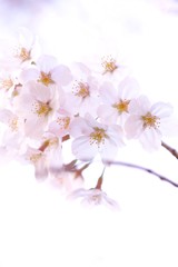 透き通るような桜の花びら