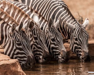 Fototapeta na wymiar Herd of zebras drinking water at a water hole, on a hot day, at Kidepo Valley National Park, Uganda