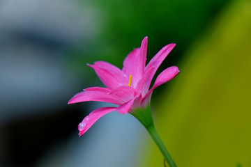 A beautiful purple color Indian rain lily flowers with rain drops and natural sun light rooms and background blur.  Botanical name Zephyranthes family or indian lily or rain lily