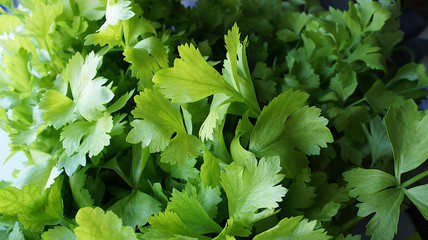 Meny green fresh celery.