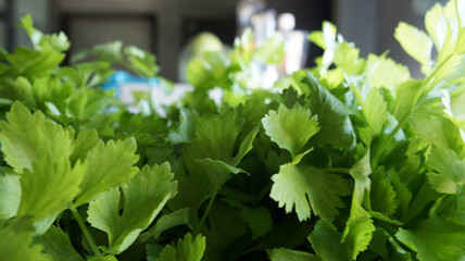 Meny green fresh celery.