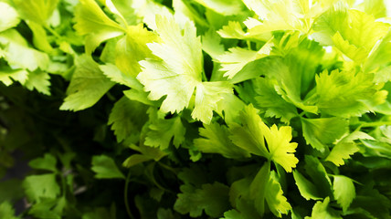 Meny green fresh celery.