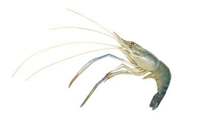 Shrimp isolated on white background