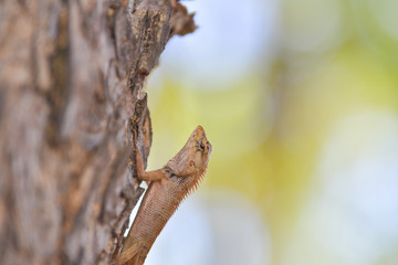 Brown lizard on the tree.