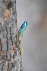 Lizard on the tree in tropical rain forest.