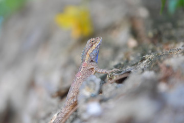 Lizard on the tree in tropical rain forest.